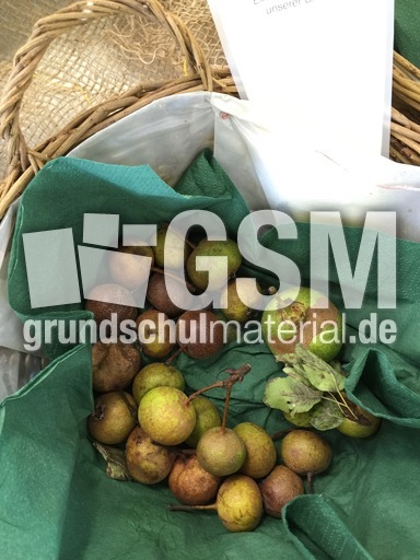 Holzbirne-1.jpg